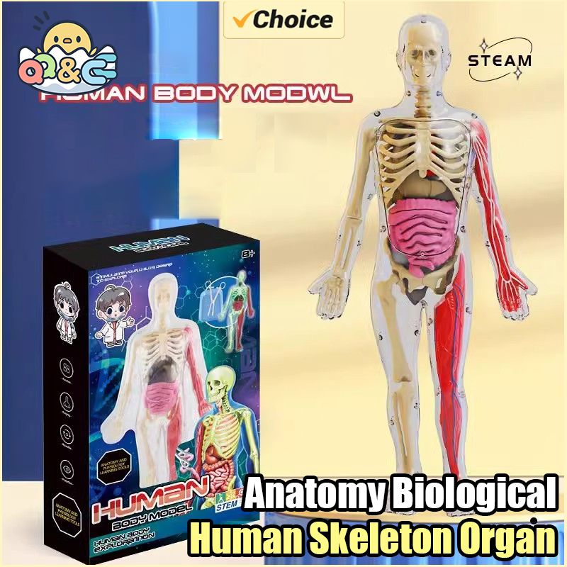 Human Skeleton Organ Anatomy B - Musical Instrument Games のレビューと価格