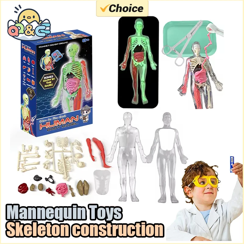 Human Skeleton Organ Anatomy B - Musical Instrument Games のレビューと価格