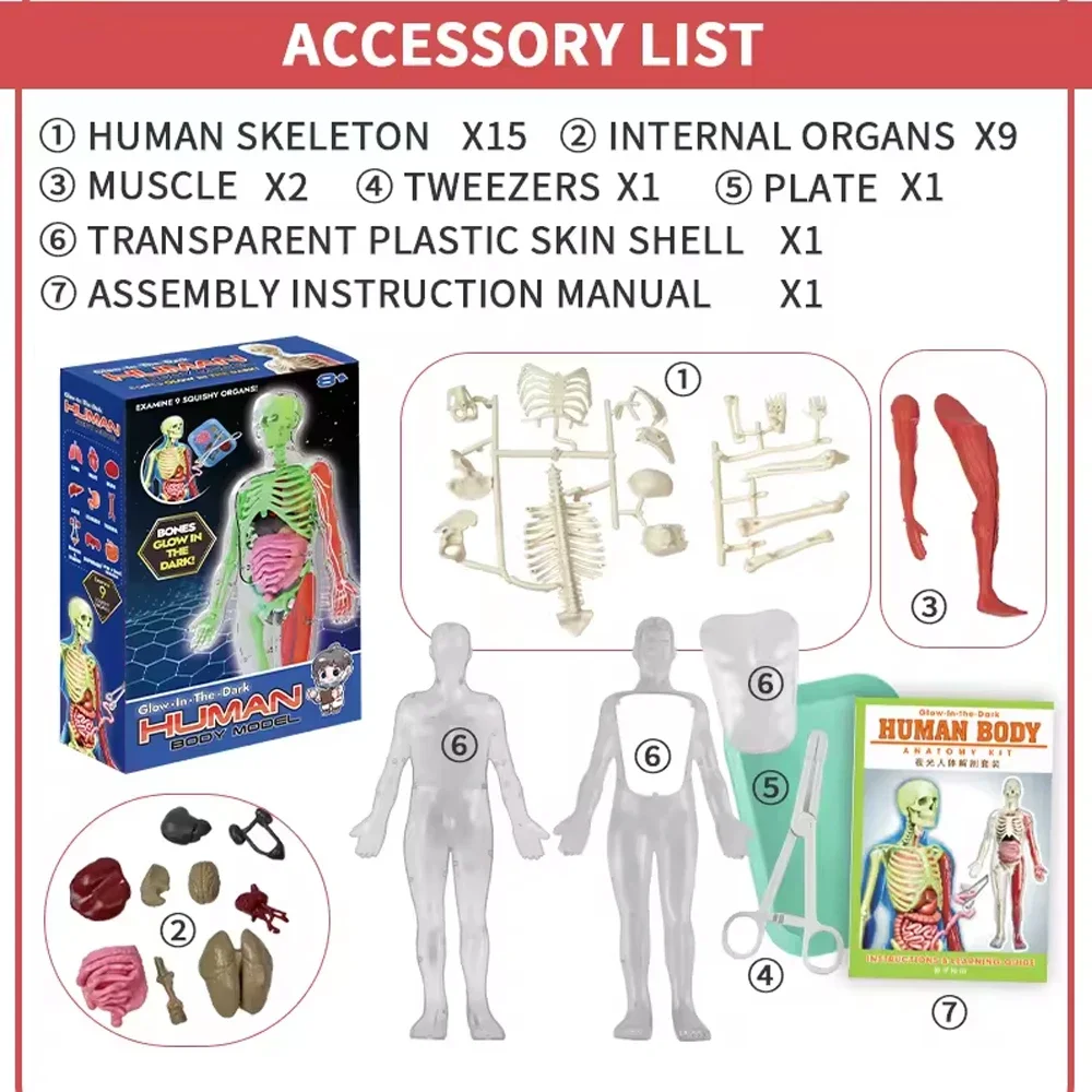 Human Skeleton Organ Anatomy B - Musical Instrument Games のレビューと価格
